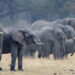 Study finds protected areas for elephants work better if they are connected