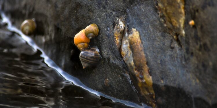 Study of marine snails helps clarify debate over how to visualize major evolutionary transitions