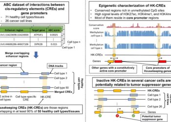 Study reveals crucial genetic elements and their potential to fight cancer