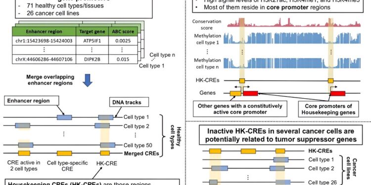 Study reveals crucial genetic elements and their potential to fight cancer
