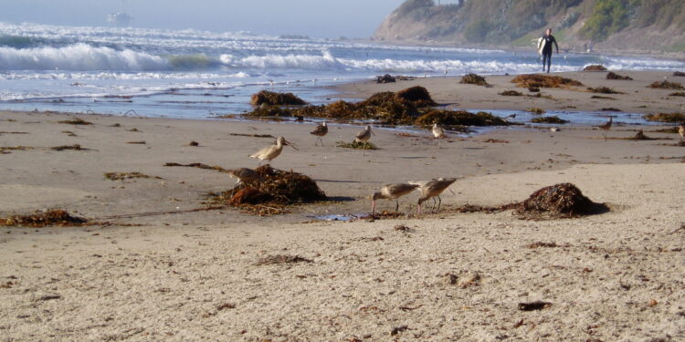 Study reveals synchrony linking kelp forests to the beach