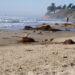 Study reveals synchrony linking kelp forests to the beach