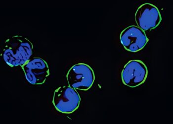 Study shows RNAs act outside cells to guide immune system