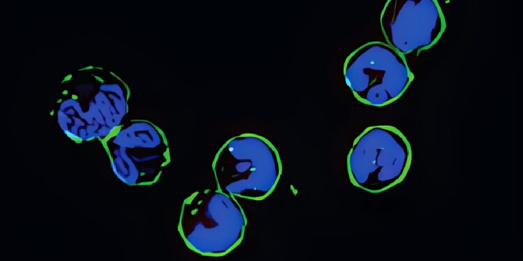 Study shows RNAs act outside cells to guide immune system