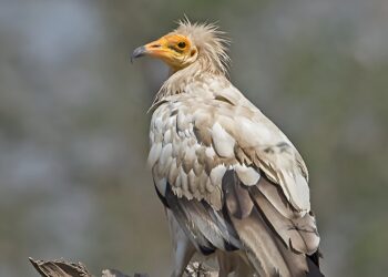 Study shows captive-bred Egyptian vultures can improve flight and migration performance