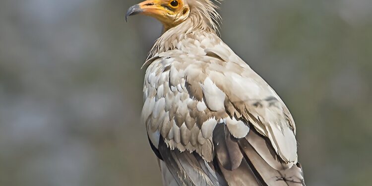 Study shows captive-bred Egyptian vultures can improve flight and migration performance
