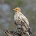 Study shows captive-bred Egyptian vultures can improve flight and migration performance