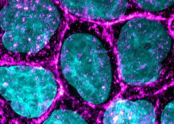 Study shows cells respond quickly to small, light-induced movements in the microenvironment