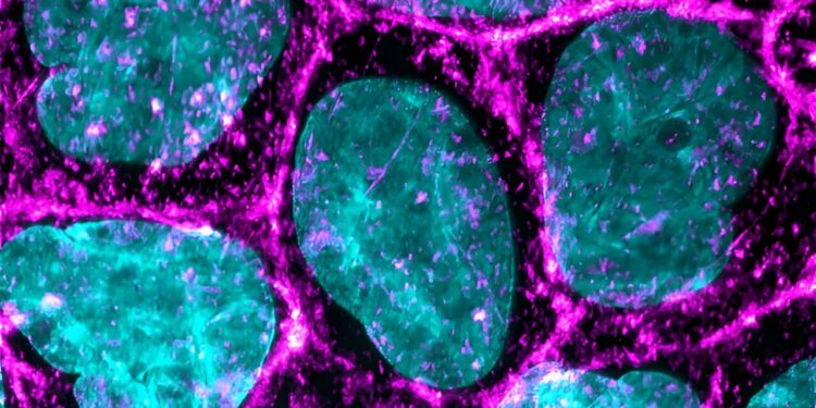 Study shows cells respond quickly to small, light-induced movements in the microenvironment