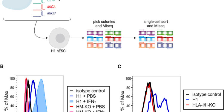 Study shows genetically engineered pluripotent stem cells can escape immunological rejection after transplantation