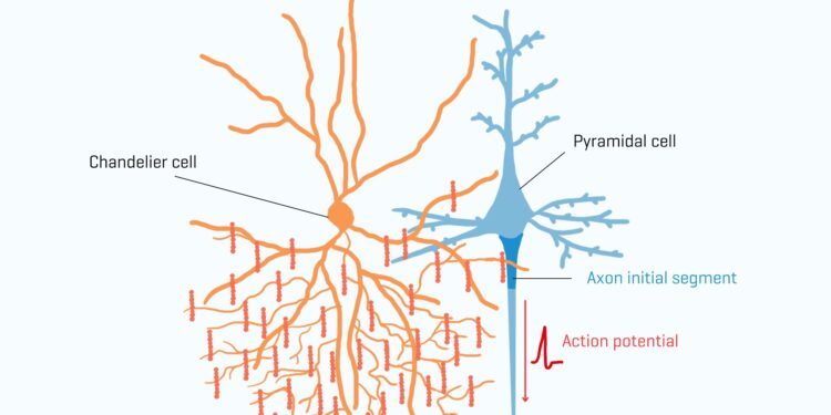 Study shows special brain cells respond to unexpected situations