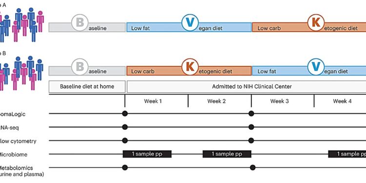 Switching to a vegan or ketogenic diet has a rapid impact on the immune system, study finds