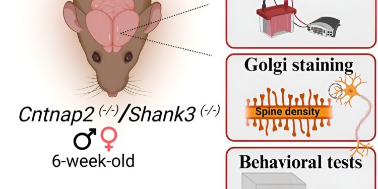 Synaptic similarities challenge focuses on male models