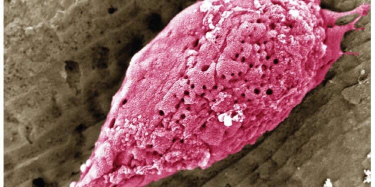 Team develops non-allergenic wheat protein to produce better-cultured meat