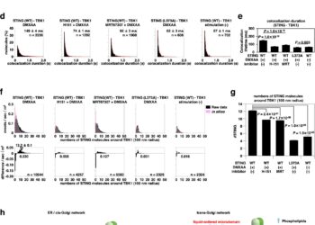 Team explores role of ‘interferon gene enhancer’ in body’s innate immune system