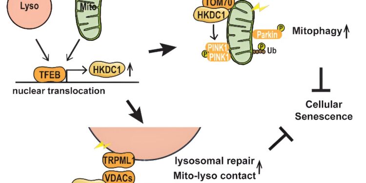The HKDC1 protein appears to be essential for the maintenance of two subcellular structures of mitochondria, mitochondria and lysosomes.