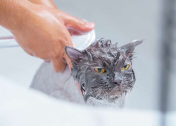 The cold shower is your best health and well-being ally, true or false?