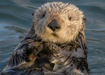 The cutest environmentalists;  a strange stellar object;  vitamins good for the brain