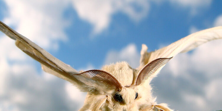 The different olfactory worlds of female and male moths