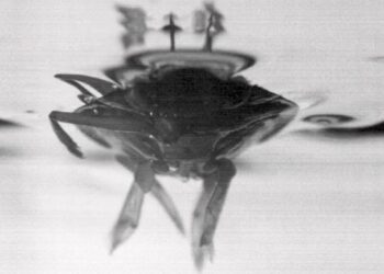 The fastest swimming insect could inspire the design of unmanned boats
