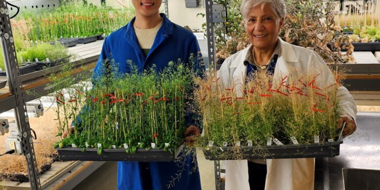 The keys to plant aging are hidden in the leaves