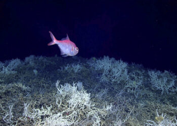The largest deep-sea coral reef to date is mapped by scientists off the Atlantic coast of the United States.