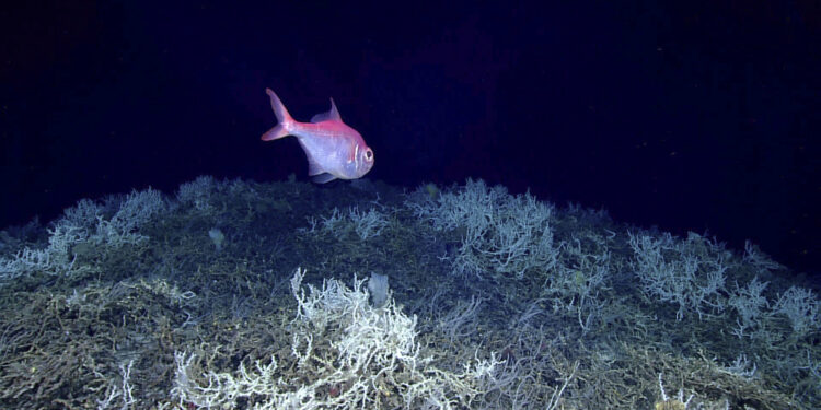 The largest deep-sea coral reef to date is mapped by scientists off the Atlantic coast of the United States.