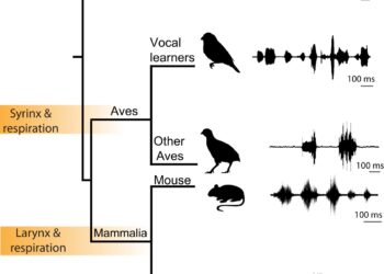 The midbrain of the California singing fish could serve as a model for how mammals control vocal expressions