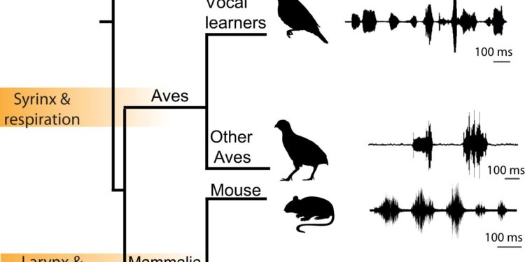 The midbrain of the California singing fish could serve as a model for how mammals control vocal expressions
