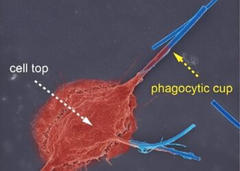 The size and shape of inhaled asbestos nanofibers could be exclusively responsible for pulmonary fibrosis