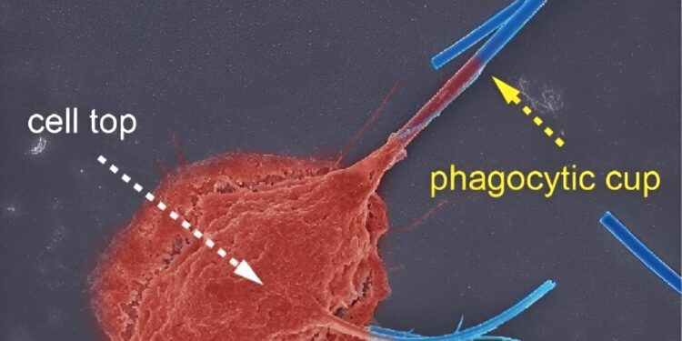 The size and shape of inhaled asbestos nanofibers could be exclusively responsible for pulmonary fibrosis