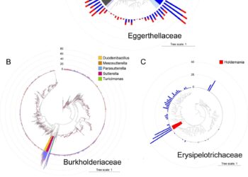 The surprisingly ingenious ways bacteria grow in the human gut