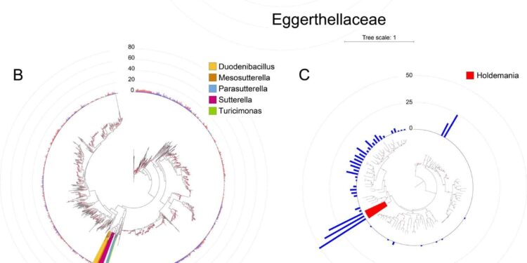 The surprisingly ingenious ways bacteria grow in the human gut