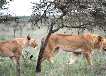 Tiny ant species disrupt lion’s hunting behavior
