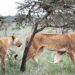 Tiny ant species disrupt lion’s hunting behavior