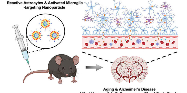 Transport of nanoparticles across the blood-brain barrier increases with Alzheimer’s disease and age, study finds