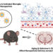 Transport of nanoparticles across the blood-brain barrier increases with Alzheimer’s disease and age, study finds