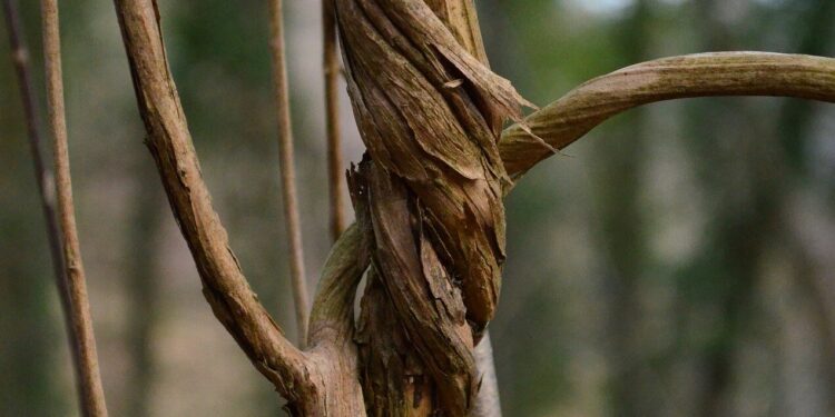 Vines strangle forests in hot weather and threaten planet’s cooling ‘carbon sink’