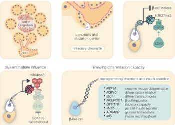 We are getting closer to the ultimate quest to regenerate insulin in pancreatic stem cells
