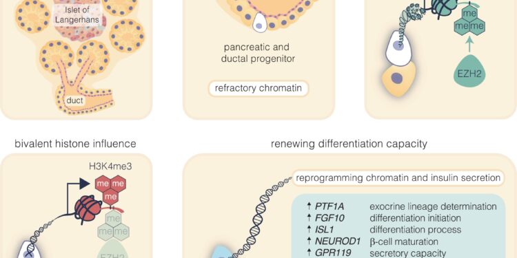 We are getting closer to the ultimate quest to regenerate insulin in pancreatic stem cells