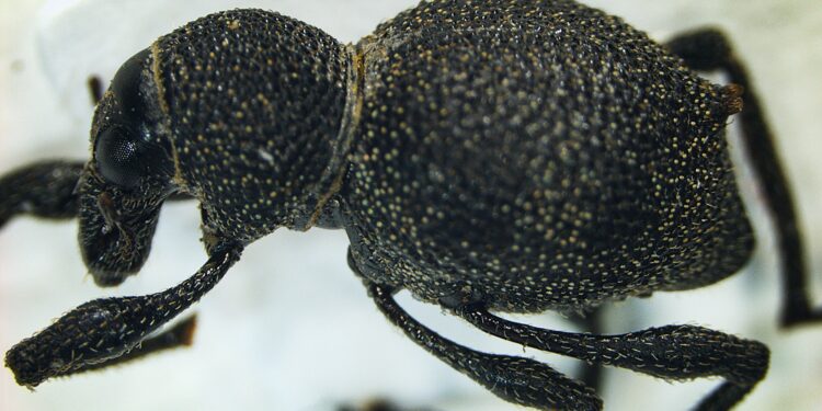 Weevils discovered in Philippine rainforest ‘almost like discovering a dodo’
