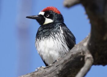 Wildlife smoke can slow down woodpeckers’ movements and sociability
