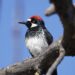 Wildlife smoke can slow down woodpeckers’ movements and sociability