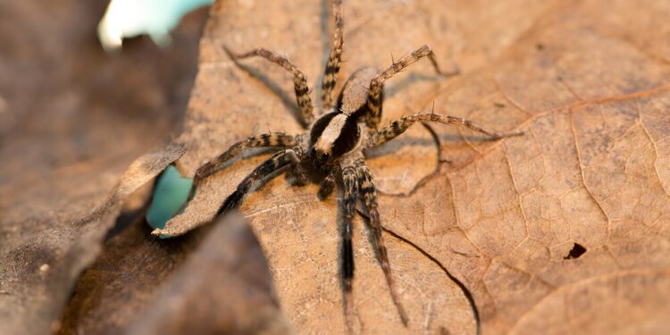 Wolf spiders change their mating strategy after rain