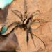 Wolf spiders change their mating strategy after rain