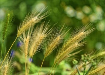 World’s Largest Weed Database Allows Scientists to Examine the Past and Future of Global Agriculture