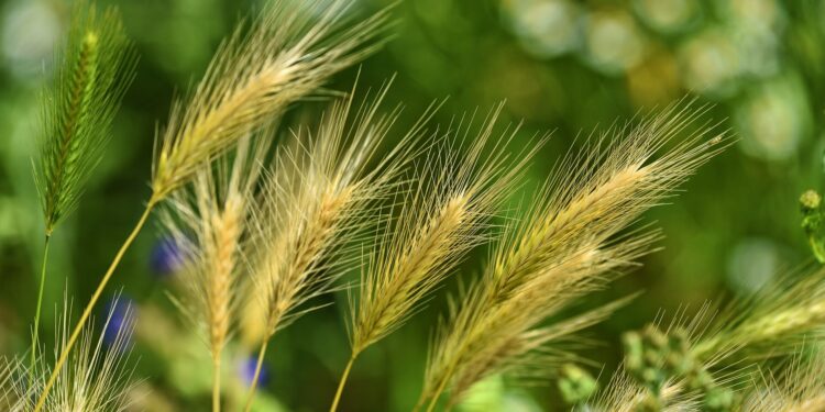 World’s Largest Weed Database Allows Scientists to Examine the Past and Future of Global Agriculture