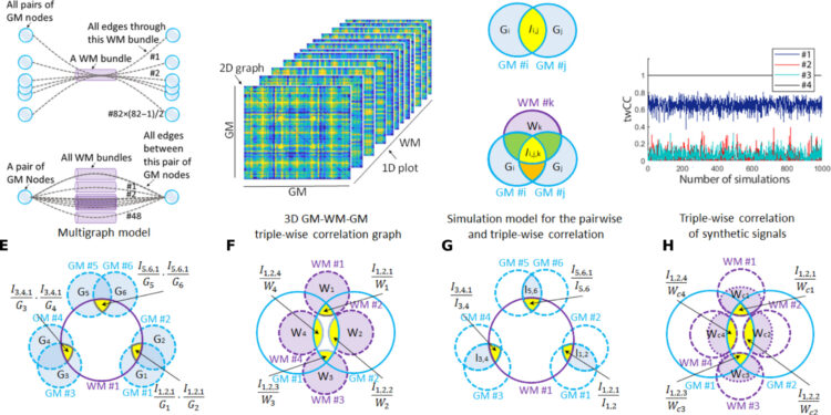 3D brain mapping opens a window into the aging brain