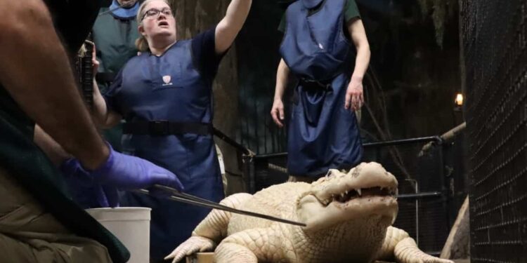 70 coins extracted from the stomach of an alligator in a zoo