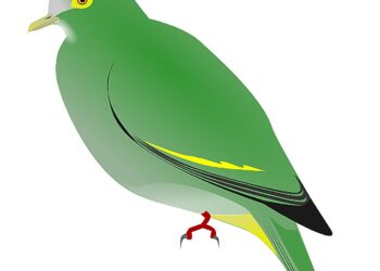 A Filipino fruit dove reveals its secrets